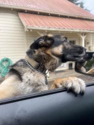 Lost Male Dog last seen Orchard hill way, Portland, OR 97035