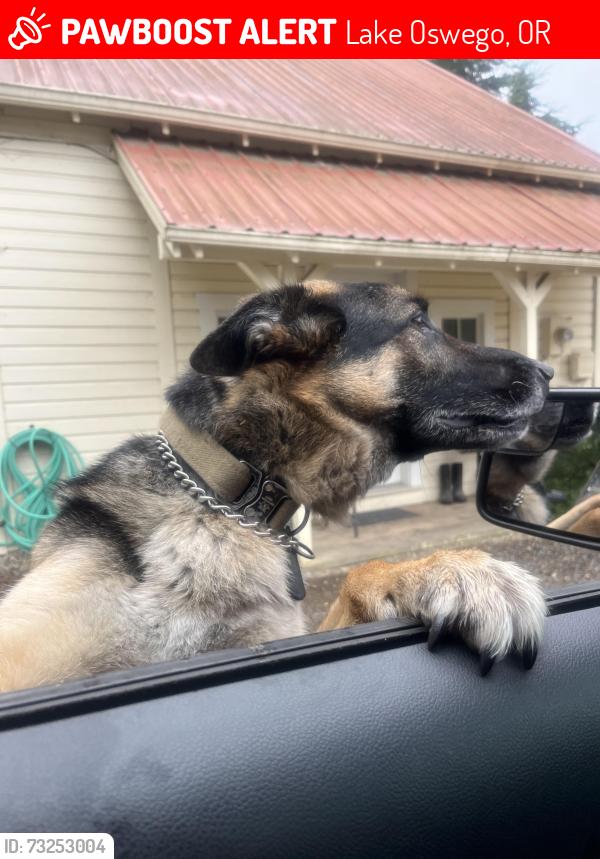 Lost Male Dog last seen Orchard hill way, Portland, OR 97035
