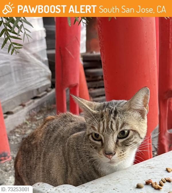Found/Stray Unknown Cat last seen Umbarger Rd & Aiello Dr, South San Jose, CA 95111