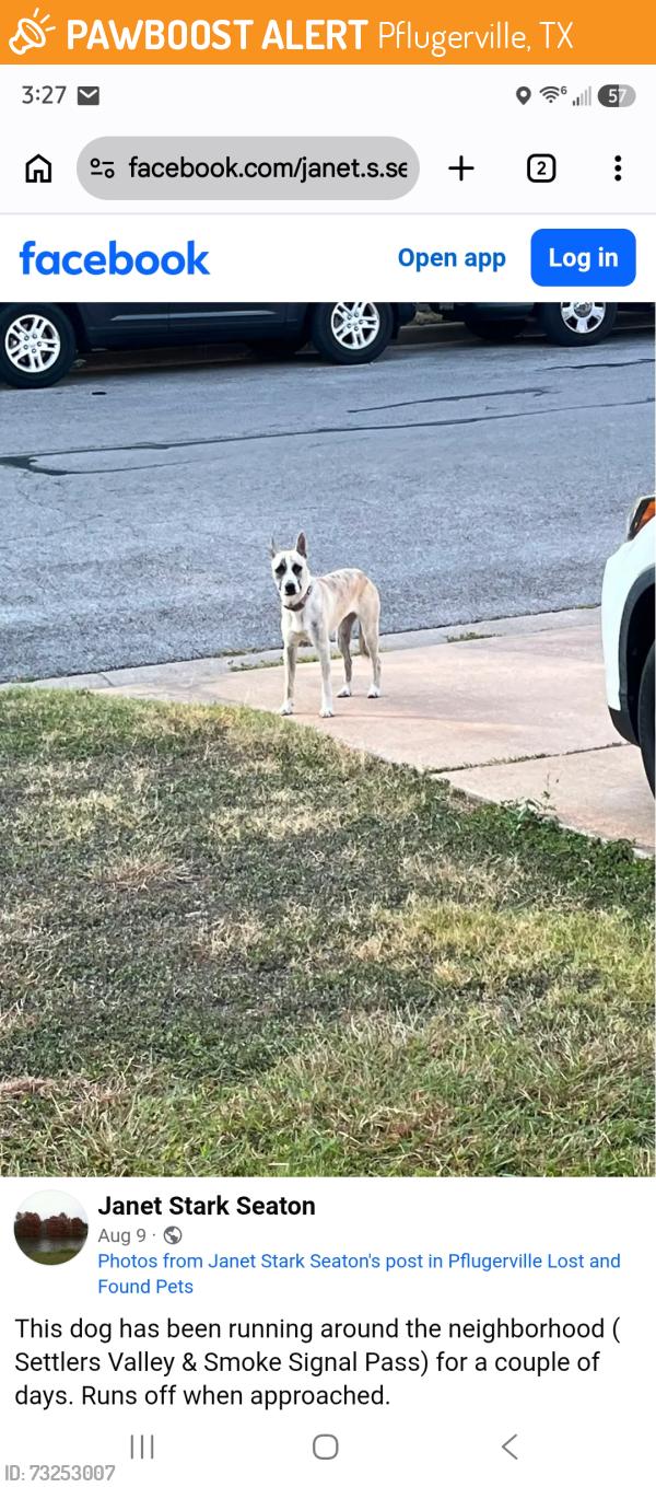 Found/Stray Female Dog last seen Smoke signal pass and Settlers Valley, Pflugerville, TX 78660