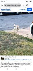 Found/Stray Female Dog last seen Smoke signal pass and Settlers Valley, Pflugerville, TX 78660