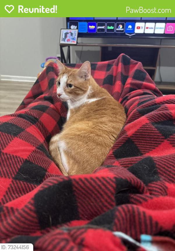 Reunited Male Cat last seen Strickland bridge, fisher road, Fayetteville, NC 28304