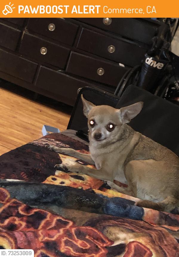 Found/Stray Female Dog last seen Whittier blvd and Gerhart ave, Commerce, CA 90022
