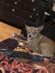 Found/Stray Female Dog last seen Whittier blvd and Gerhart ave, Commerce, CA 90022
