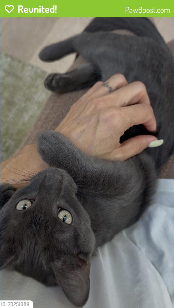 Reunited Male Cat last seen Frodsham street & Lever street, Albion, Albion, QLD 4010