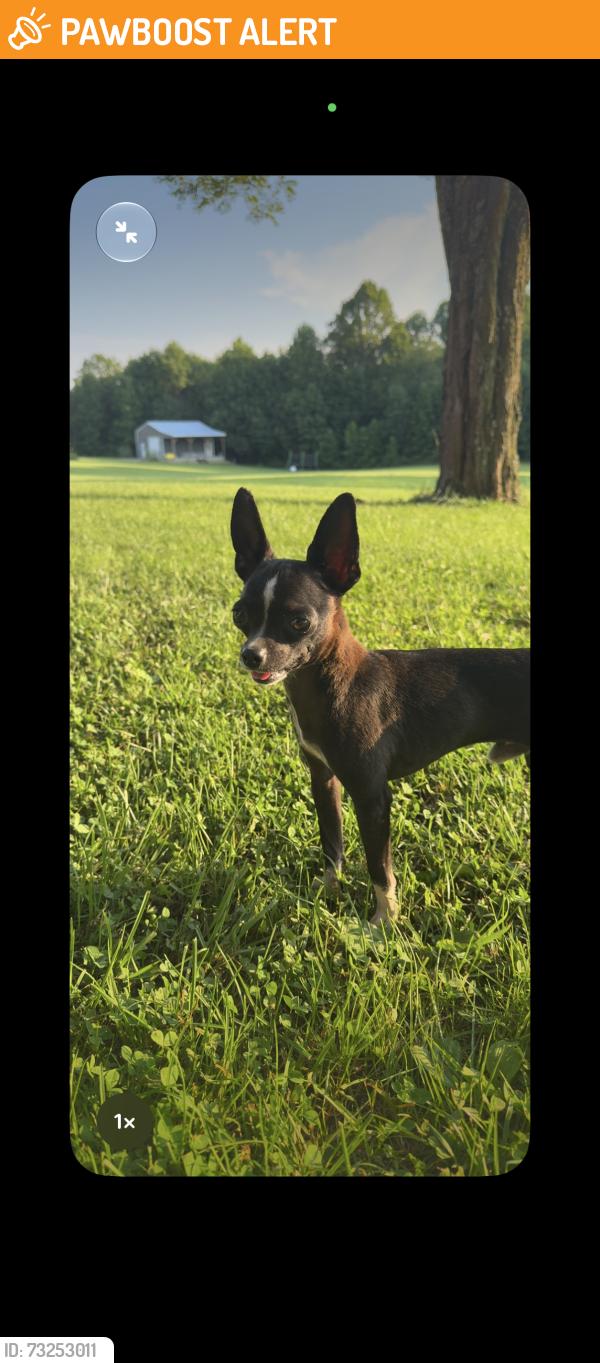 Found/Stray Male Dog last seen Halfway down Stanley Hood Rd., Cumberland County, TN 38571