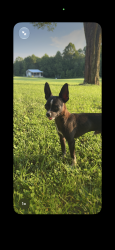 Found/Stray Male Dog last seen Halfway down Stanley Hood Rd., Cumberland County, TN 38571