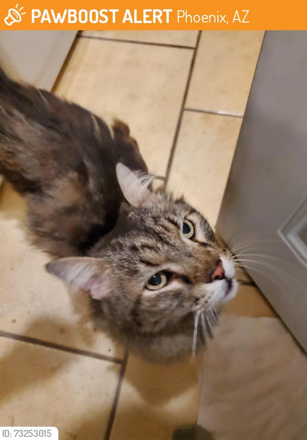 Found/Stray Unknown Cat last seen 83rd ave and Lower Buckeye (it was in the drainage ditch in Frys parking lot), Phoenix, AZ 85043