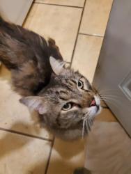 Found/Stray Unknown Cat last seen 83rd ave and Lower Buckeye (it was in the drainage ditch in Frys parking lot), Phoenix, AZ 85043