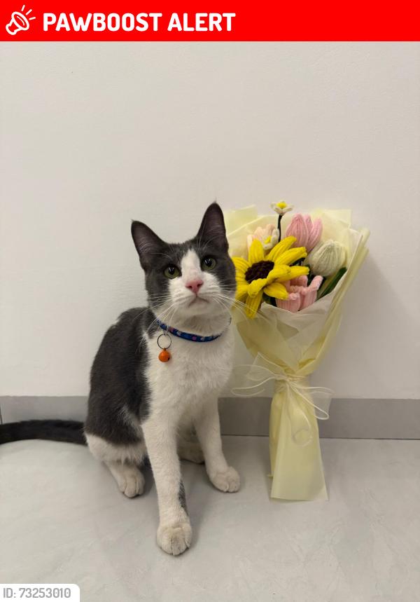 Lost Male Cat last seen Jalan Hujan Emas 5, Taman Bukit Indah, Kuala Lumpur, Wilayah Persekutuan Kuala Lumpur 58200
