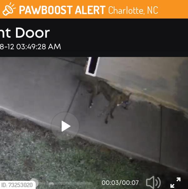 Found/Stray Unknown Dog last seen Pedlar Mills, Charlotte, NC 28278