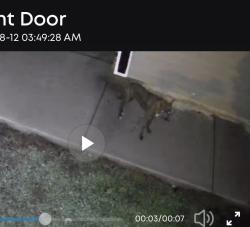 Found/Stray Unknown Dog last seen Pedlar Mills, Charlotte, NC 28278