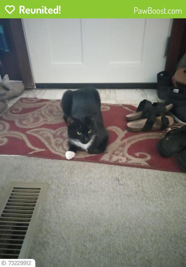 Reunited Male Cat last seen Missoula KOA, Missoula, MT 59808
