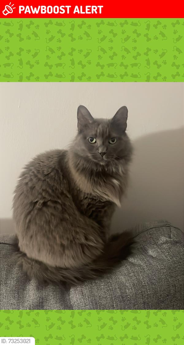 Lost Female Cat last seen Carholme road, Hewson road, Lincolnshire, England LN1 1RU