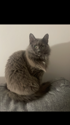 Lost Female Cat last seen Carholme road, Hewson road, Lincolnshire, England LN1 1RU