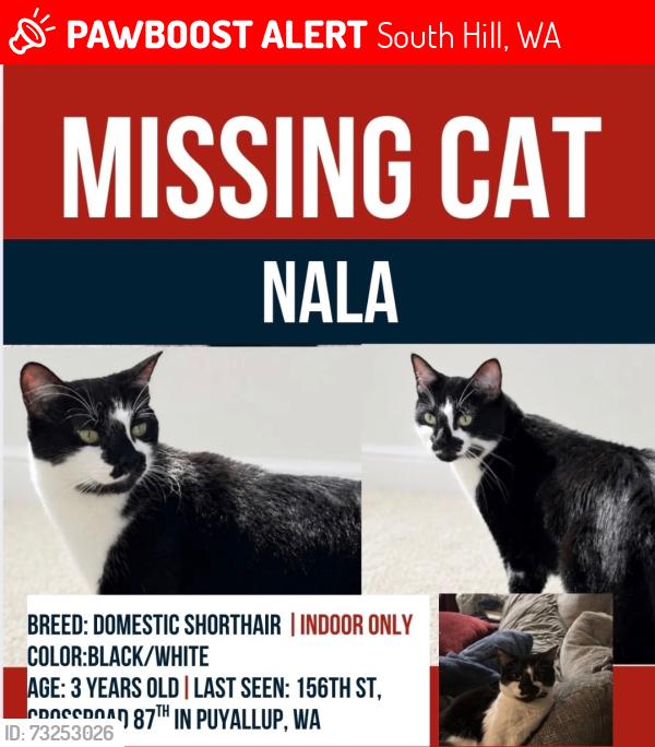 Lost Female Cat last seen 156th st & 87th Ave E, South Hill, WA 98375