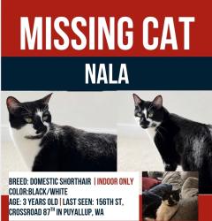 Lost Female Cat last seen 156th st & 87th Ave E, South Hill, WA 98375