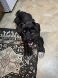 Reunited Female Dog last seen Longmire Rd &W Semands St, Conroe, TX 77304