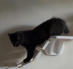 Lost Female Cat last seen Venoy and glenwood, Westland, MI 48186