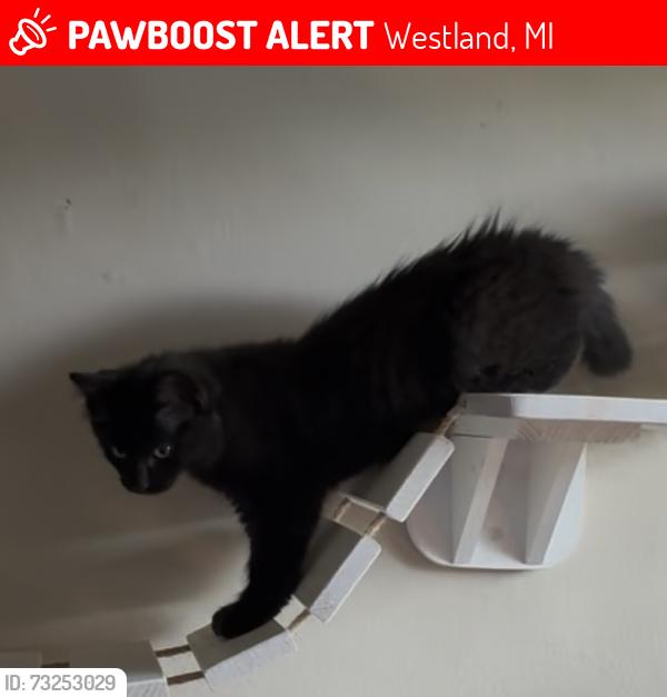 Lost Female Cat last seen Venoy and glenwood, Westland, MI 48186