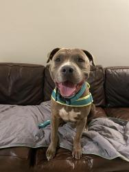 Reunited Male Dog last seen Broward and Dixie, Broward County, FL 33323