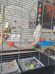 Lost Unknown Bird last seen Cambridge roundabout, Greater London, England N13 5DZ