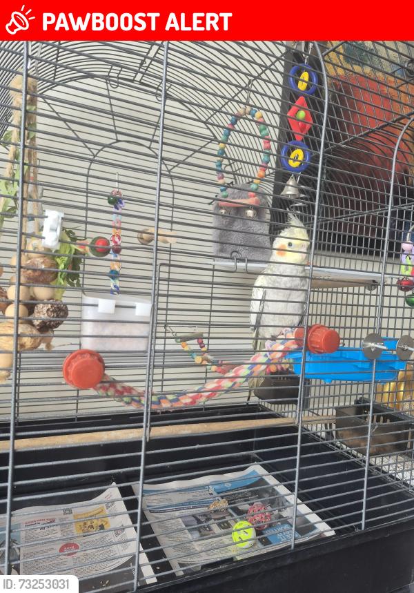 Lost Unknown Bird last seen Cambridge roundabout, Greater London, England N13 5DZ
