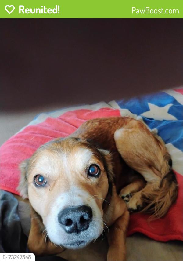 Reunited Male Dog last seen In eagle ests trailer park, North Fort Myers, FL 33917