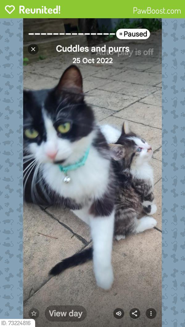 Reunited Female Cat last seen Morwell ave & kirkham rd dandenong, Dandenong, VIC 3175