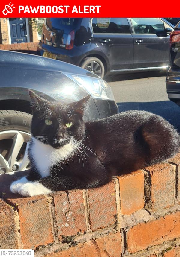 Lost Male Cat last seen Blackberry Lane, West Midlands, England B65 8NN