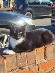 Lost Male Cat last seen Blackberry Lane, West Midlands, England B65 8NN