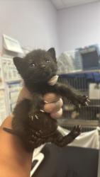 Shelter Stray Male Cat last seen Bexar County, 3353 Morningside Dr, New Braunfels, TX 78132, USA