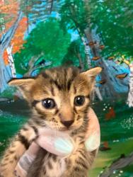 Shelter Stray Male Cat last seen Bexar County, 3353 Morningside Dr, New Braunfels, TX 78132, USA