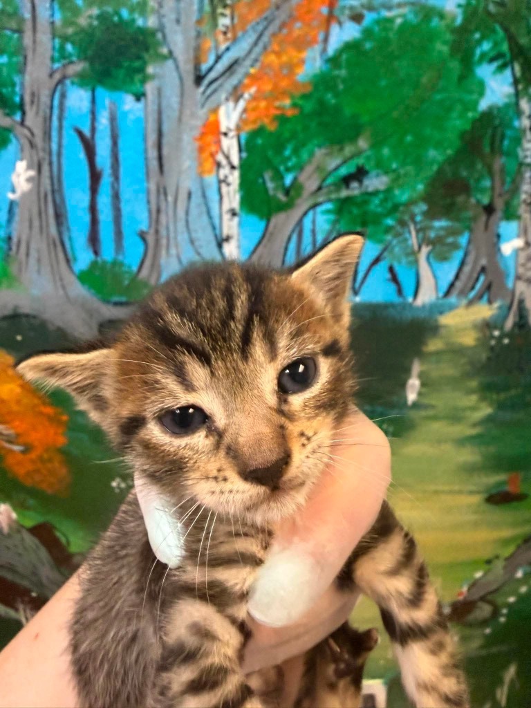 Shelter Stray Male Cat last seen Bexar County, 3353 Morningside Dr, New Braunfels, TX 78132, USA