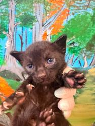 Shelter Stray Female Cat last seen Bexar County, 3353 Morningside Dr, New Braunfels, TX 78132, USA