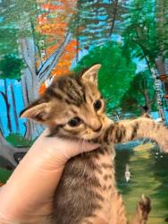 Shelter Stray Male Cat last seen Bexar County, 3353 Morningside Dr, New Braunfels, TX 78132, USA