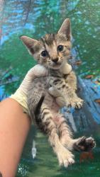 Shelter Stray Female Cat last seen Bexar County, 3353 Morningside Dr, New Braunfels, TX 78132, USA