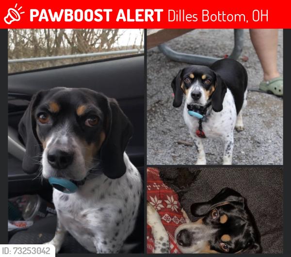 Lost Female Dog last seen Chestnut Grover Shadyside OH, Dilles Bottom, OH 43947