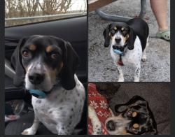 Lost Female Dog last seen Chestnut Grover Shadyside OH, Dilles Bottom, OH 43947