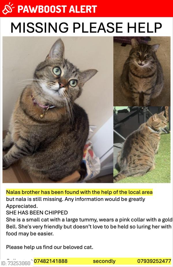 Lost Female Cat last seen Wimbledon Park, Greater London, England 