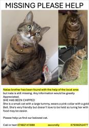 Lost Female Cat last seen Wimbledon Park, Greater London, England 