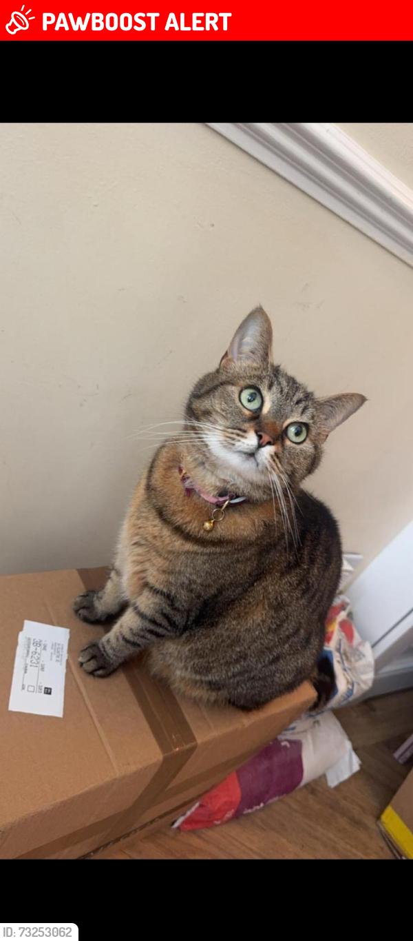 Lost Female Cat last seen Wimbledon Park, Wimbledon Park, England 