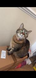 Lost Female Cat last seen Wimbledon Park, Wimbledon Park, England 