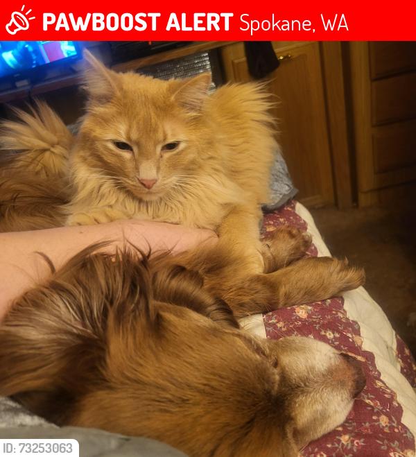Lost Male Cat last seen Ash and Wellesley, Spokane, WA 99205