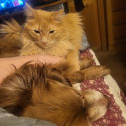 Lost Male Cat last seen Ash and Wellesley, Spokane, WA 99205