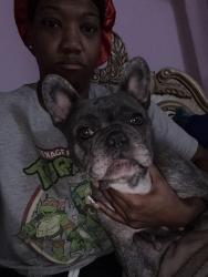 Reunited Female Dog last seen Harrow and Philatelic North, Spring Hill, FL 34606