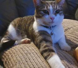 Lost Female Cat last seen Harlech Close OX160LH, Oxfordshire, England OX16 0LH