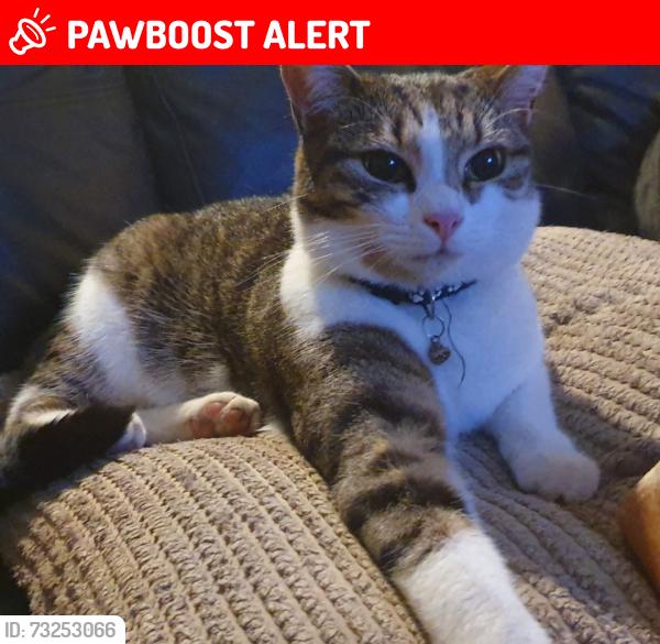 Lost Female Cat last seen Harlech Close OX160LH, Oxfordshire, England OX16 0LH