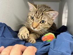 Shelter Stray Male Cat last seen Near Carpenter Avenue, BRONX, NY, 10466, 326 E 110th St, New York, NY 10029, USA