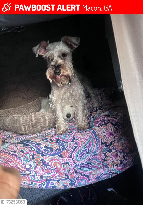 Lost Male Dog last seen Macon Georgia, Macon, GA 31201